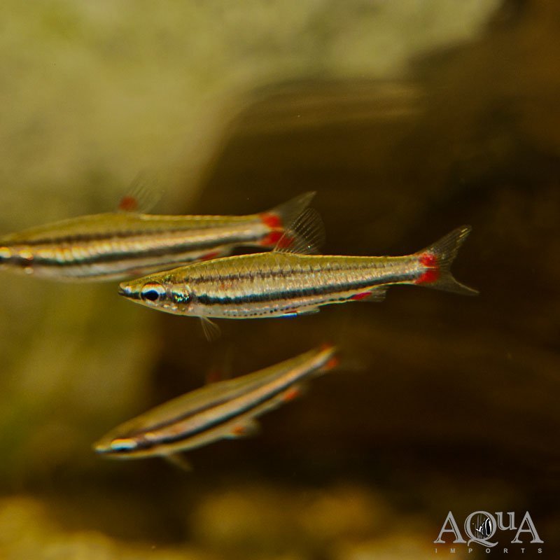 Trifasciatus Pencilfish (Nannostomus trifasciatus)