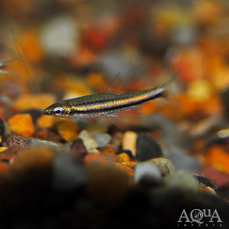 Trifasciatus Pencilfish (Nannostomus trifasciatus)