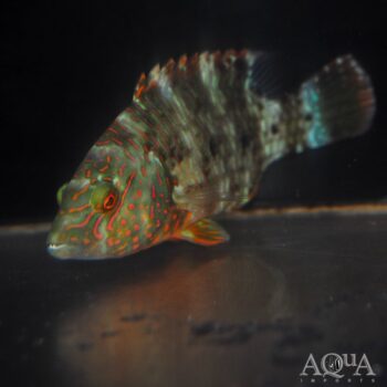 Tripletail Wrasse (Cheilinus trilobatus)