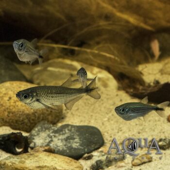 Dusky Narrow Hatchetfish (Triportheus angulatus)