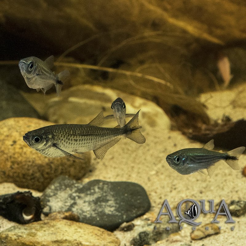 Dusky Narrow Hatchetfish (Triportheus angulatus)