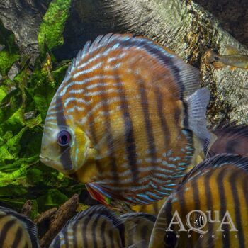 Trombetas Semiroyal Red Discus (Symphysodon aequifasciatus)