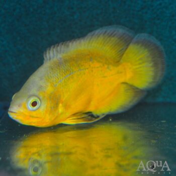 True Lemon Oscar (Astronotus ocellatus)