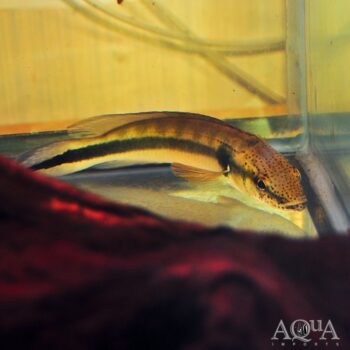 True Lugubris Pike Cichlid (Lugubria lugubris)