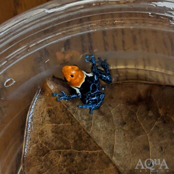 True Nominal Fantastica Dart Frog (Ranitomeya fantastica)