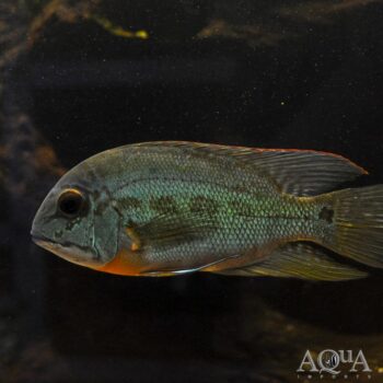 True Parrot Cichlid (Hoplarchus psittacus)