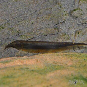 Tube Snouted Ghost Knifefish (Sternarchorhynchus mesensis)