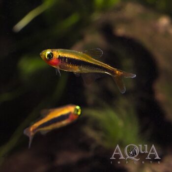 Tucano Tetra (Tucanoichthys tucano)