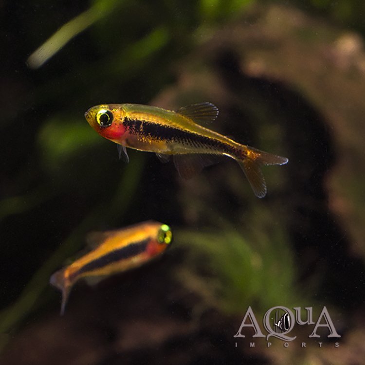 Tucano Tetra (Tucanoichthys tucano)