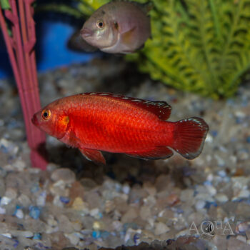 Turkana Jewel Cichlid (Rubricatochromis exsul)