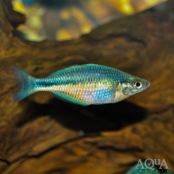 Turquoise Rainbow (Melanotaenia lacustris)