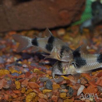 Two Saddle / Weitzmani Cory (Hoplisoma weitzmani)