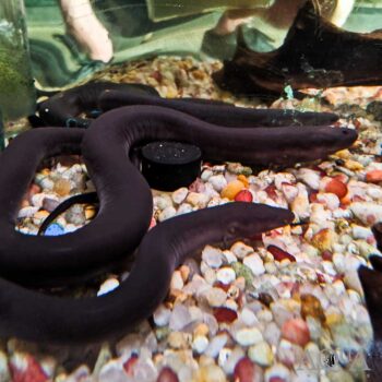 Two Toed Amphiuma (Amphiuma means)