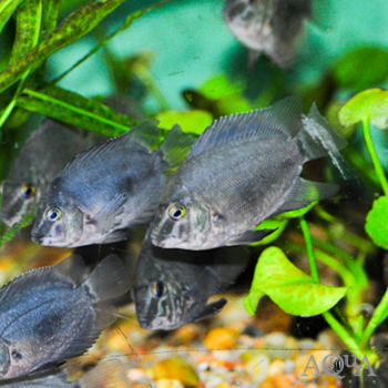 Common Uaru (Uaru amphiacanthoides)