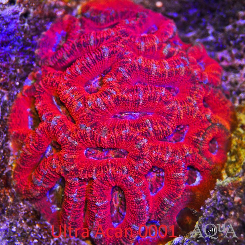 WYSIWYG Ultra Acan Coral (Micromussa lordhowensis) - Image 2