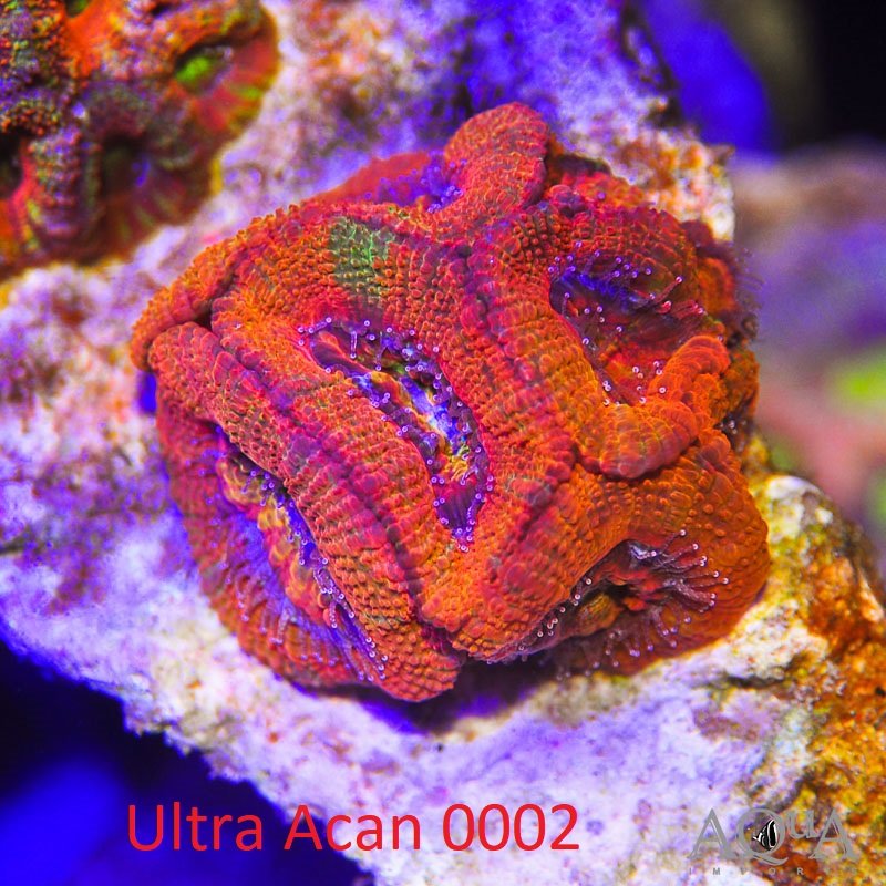 WYSIWYG Ultra Acan Coral (Micromussa lordhowensis) - Image 3