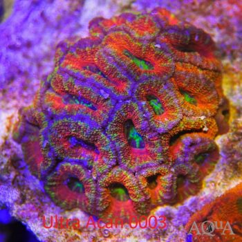 WYSIWYG Ultra Acan Coral (Micromussa lordhowensis)