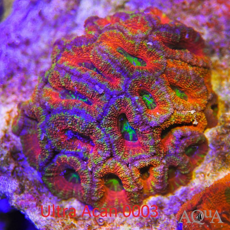 WYSIWYG Ultra Acan Coral (Micromussa lordhowensis)