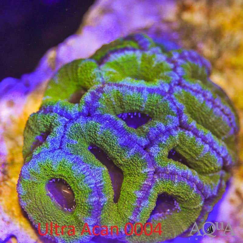 WYSIWYG Ultra Acan Coral (Micromussa lordhowensis) - Image 4