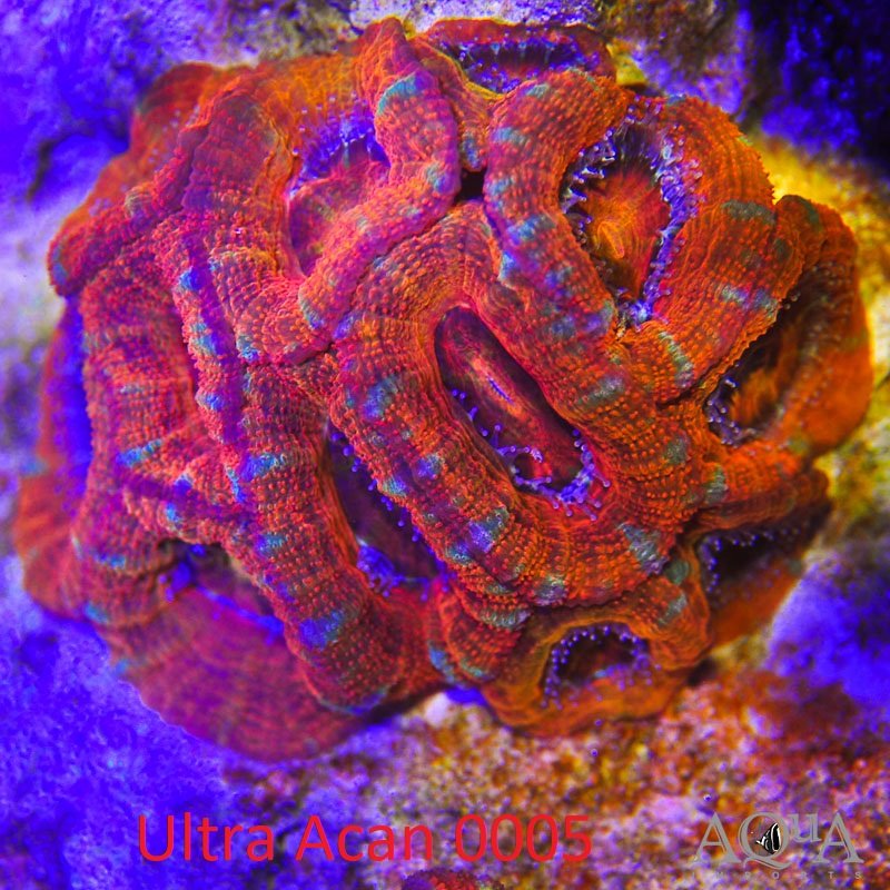 WYSIWYG Ultra Acan Coral (Micromussa lordhowensis) - Image 5
