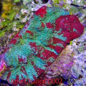 WYSIWYG Ultra Chalice Coral (Echinophyllia sp.)