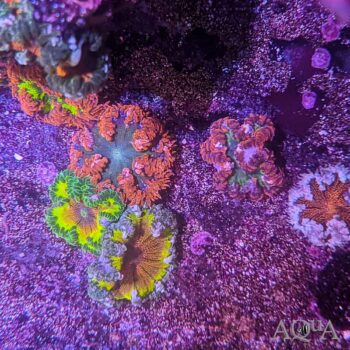 Ultra Rock Flower Anemone (Epicystis crucifer)