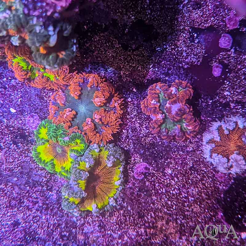 Ultra Rock Flower Anemone (Epicystis crucifer)