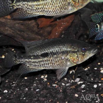 Umbee Cichlid (Kronoheros umbriferus)