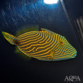 Undulated Triggerfish (Balistapus undulatus)