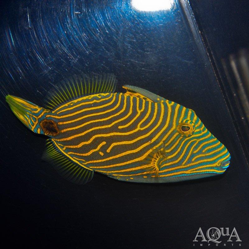 Undulated Triggerfish (Balistapus undulatus)
