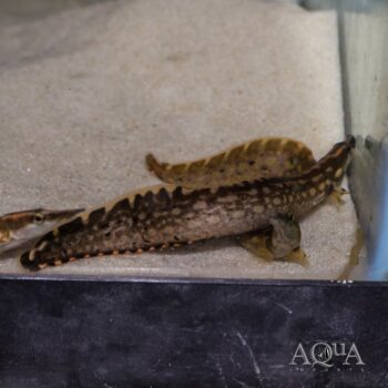 Unicolor Eel (Mastacembelus unicolor)