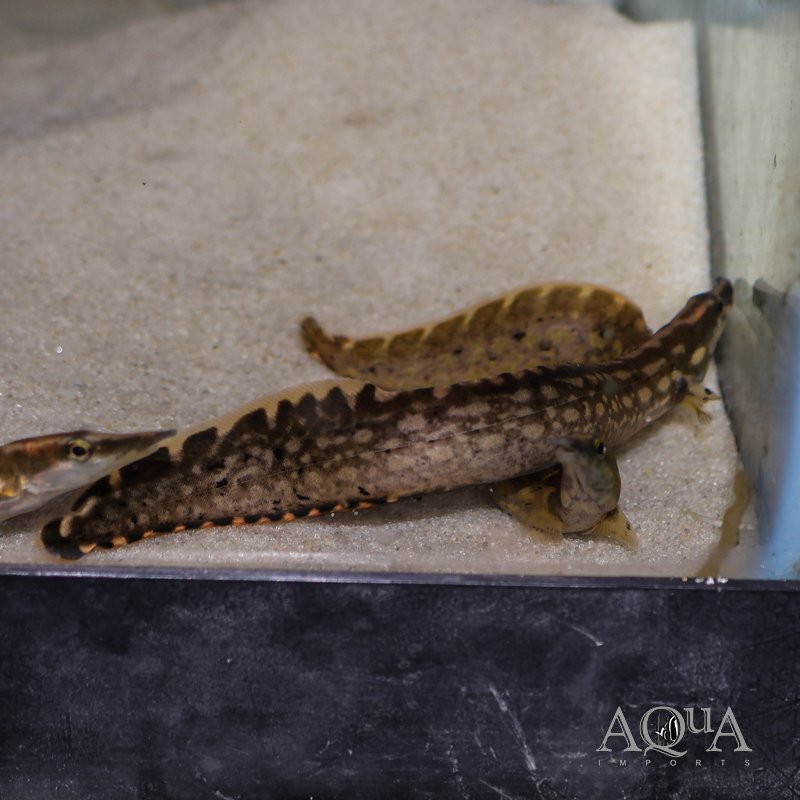 Unicolor Eel (Mastacembelus unicolor)