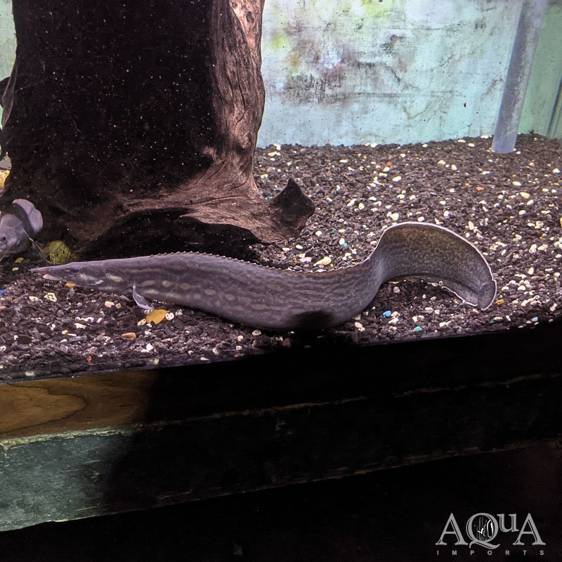 Unicolor Eel (Mastacembelus unicolor)