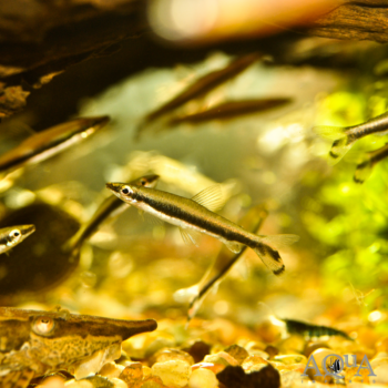 One Line Pencilfish (Nannostomus unifasciatus)
