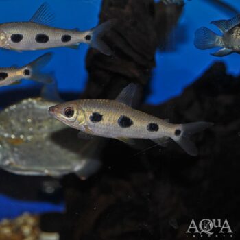 Clown Spotted Leporinus (Leporinus klausewitzi)