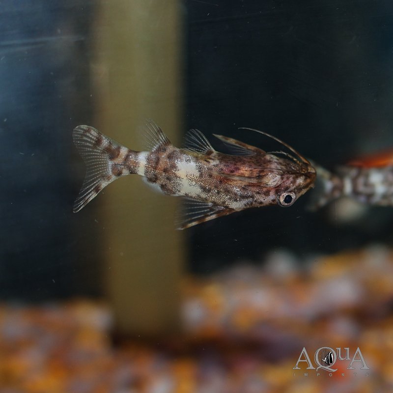 Upside-Down Catfish (Synodontis nigriventris)