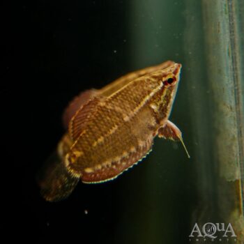 Samurai Chocolate Gourami (Sphaerichthys vaillanti)