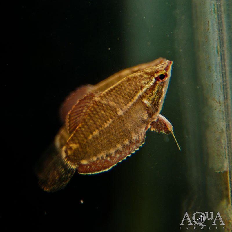 Samurai Chocolate Gourami (Sphaerichthys vaillanti)