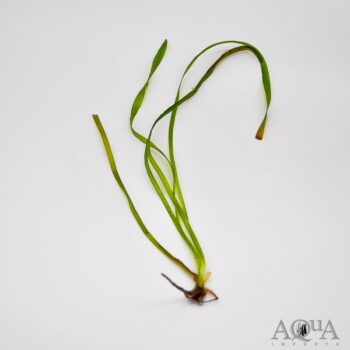 Vallisneria Contortion (Vallisneria asiatica)