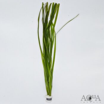 Vallisneria 'Giant Rubra'