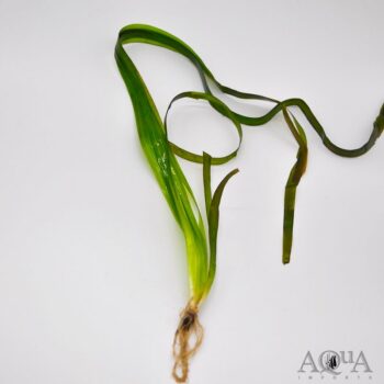 Vallisneria "Jungle" (Vallisneria americana)