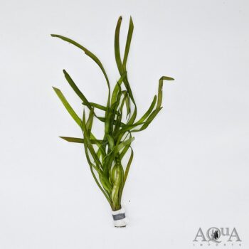 Italian Val (Vallisneria spiralis)