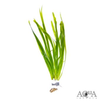 Striped Italian Val (Vallisneria spiralis 'striped')