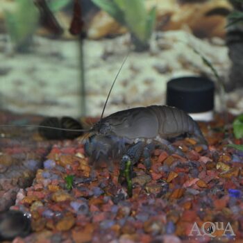 Vampire Shrimp (Atya gabonensis)