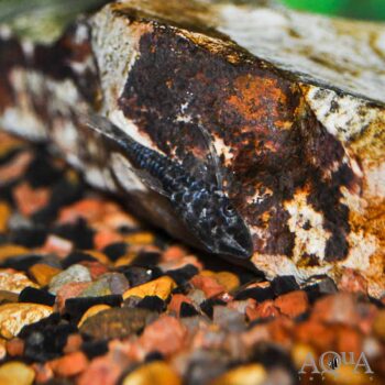 Vampire Zebra Oto (Nannoptopoma sp. 'Vampire')