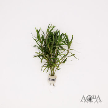 Variableleaf Water Hyacinth (Eichhornia diversifolia)