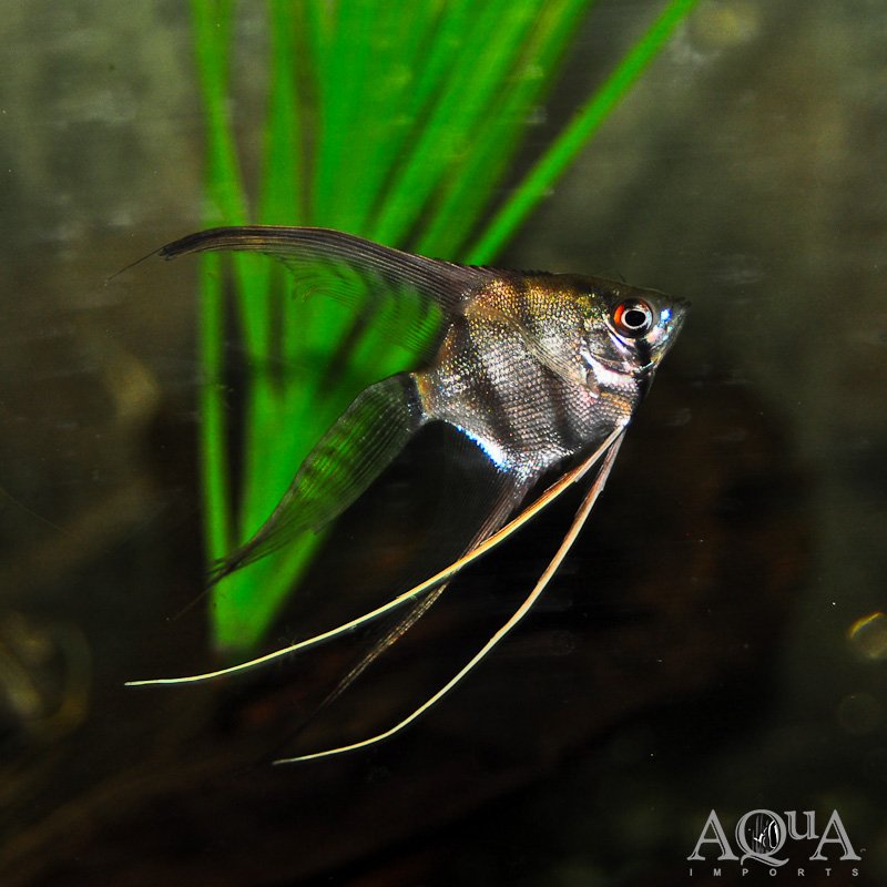 Veiltail Angelfish (Pterophyllum scalare)