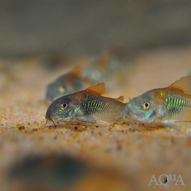 Venezuelan Cory (Corydoras venezuelanus)