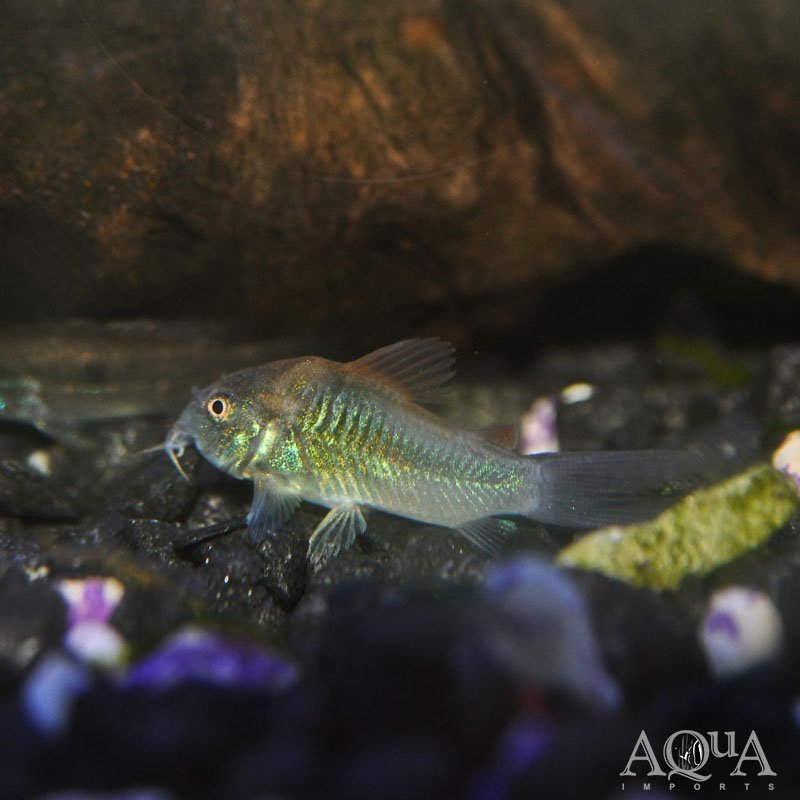 Venezuelan Cory (Corydoras venezuelanus)