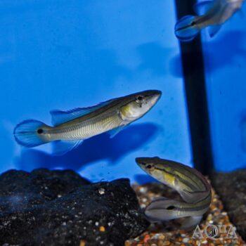 Venezuelan Striped Pike (Crenicichla sp. 'Venezuela')